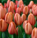 Тюльпан Delta Storm (5 луковиц)