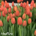 Тюльпан Delta Storm (5 луковиц)