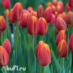 Тюльпан Denmark (5 луковиц)