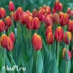 Тюльпан Denmark (5 луковиц)