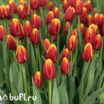 Тюльпан Denmark (5 луковиц)