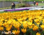 Крокус Yellow (10 луковиц)