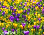 Крокус Yellow (10 луковиц)