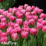 Тюльпан Desirelle (5 луковиц)