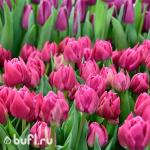 Тюльпан Double Princess (5 луковиц)