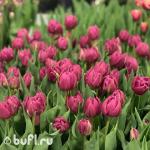 Тюльпан Double Princess (5 луковиц)