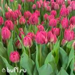 Тюльпан Double Princess (5 луковиц)