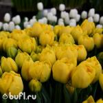 Тюльпан Double Trouble (5 луковиц)