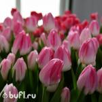 Тюльпан First Class (5 луковиц)
