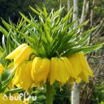Fritillaria Lutea (луковица)