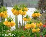Fritillaria Lutea (луковица)