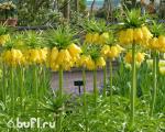 Fritillaria Lutea (луковица)