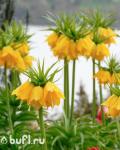 Fritillaria Lutea (луковица)