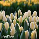 Тюльпан Fun For Two (5 луковиц)