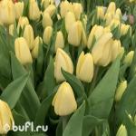 Тюльпан Fun For Two (5 луковиц)