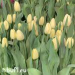 Тюльпан Fun For Two (5 луковиц)