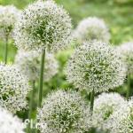 Allium Mount Everest (луковица)