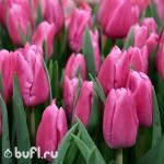 Тюльпан Jumbo Pink (5 луковиц)