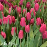 Тюльпан Jumbo Pink (5 луковиц)