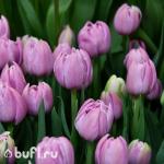 Тюльпан Katinka (5 луковиц)