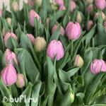 Тюльпан Katinka (5 луковиц)