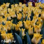 Тюльпан Kings Crown (5 луковиц)