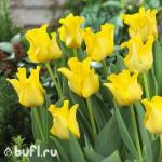 Тюльпан Kings Crown (5 луковиц)