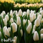 Тюльпан Kobla (5 луковиц)