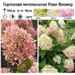 Саженец Гортензия метельчатая Royal Flower