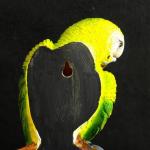 Подвесной декор "Попугай волнистый на ветке" 7х12х29 см