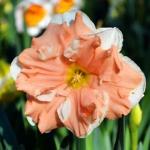 Apricot Whirl