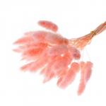 Сухоцветы «Лагурус», набор 30 шт., цвет розовый