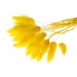 Сухоцвет «Лагурус», набор 30 шт., цвет жёлтый
