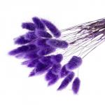 Сухоцветы «Лагурус», набор 30 шт., цвет фиолетовый