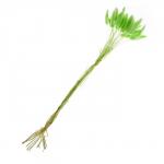 Сухоцветы «Лагурус», набор 30 шт., цвет зелёный