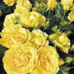 Саженец роза флорибунда Голд Топаз (Goldtopas)