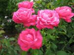 Саженец роза чайно-гибридная Каприз де Мейян (Caprice de Meilland)