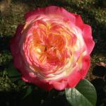 Саженец роза чайно-гибридная Кордес Джубили (Kordes’ Jubilee)