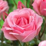 Саженец роза чайно-гибридная Куин Элизабет (Queen Elizabeth)