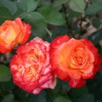 Саженец роза флорибунда Пигаль (Pigalle)