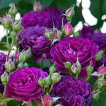 Саженец роза флорибунда Пурпл Эден (Purple Eden)