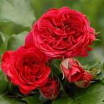 Саженец роза флорибунда Ред Леонардо да Винчи (Red Leonardo da Vinci)