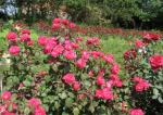 Саженец роза флорибунда Розмари Роуз (Rosemary Rose)