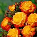 Саженец роза флорибунда Румба (Rumba)