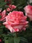 Саженец роза чайно-гибридная Артур Римбо (Arthur Rimbaud)
