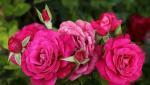 Саженец роза чайно-гибридная Барон Эдмон де Родшильд (Barone Edmond de Rothschild)