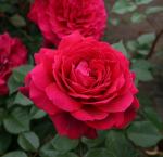 Саженец роза чайно-гибридная Бельвью (Bellevue)