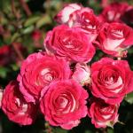 Саженец роза флорибунда Шоне Кобленцерин (Schone Koblenzerin)