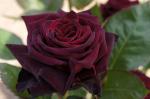 Саженец роза чайно-гибридная Блэк Баккара (Black Baccara)