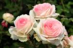 Саженец роза чайно-гибридная Геральдина (Geraldine)